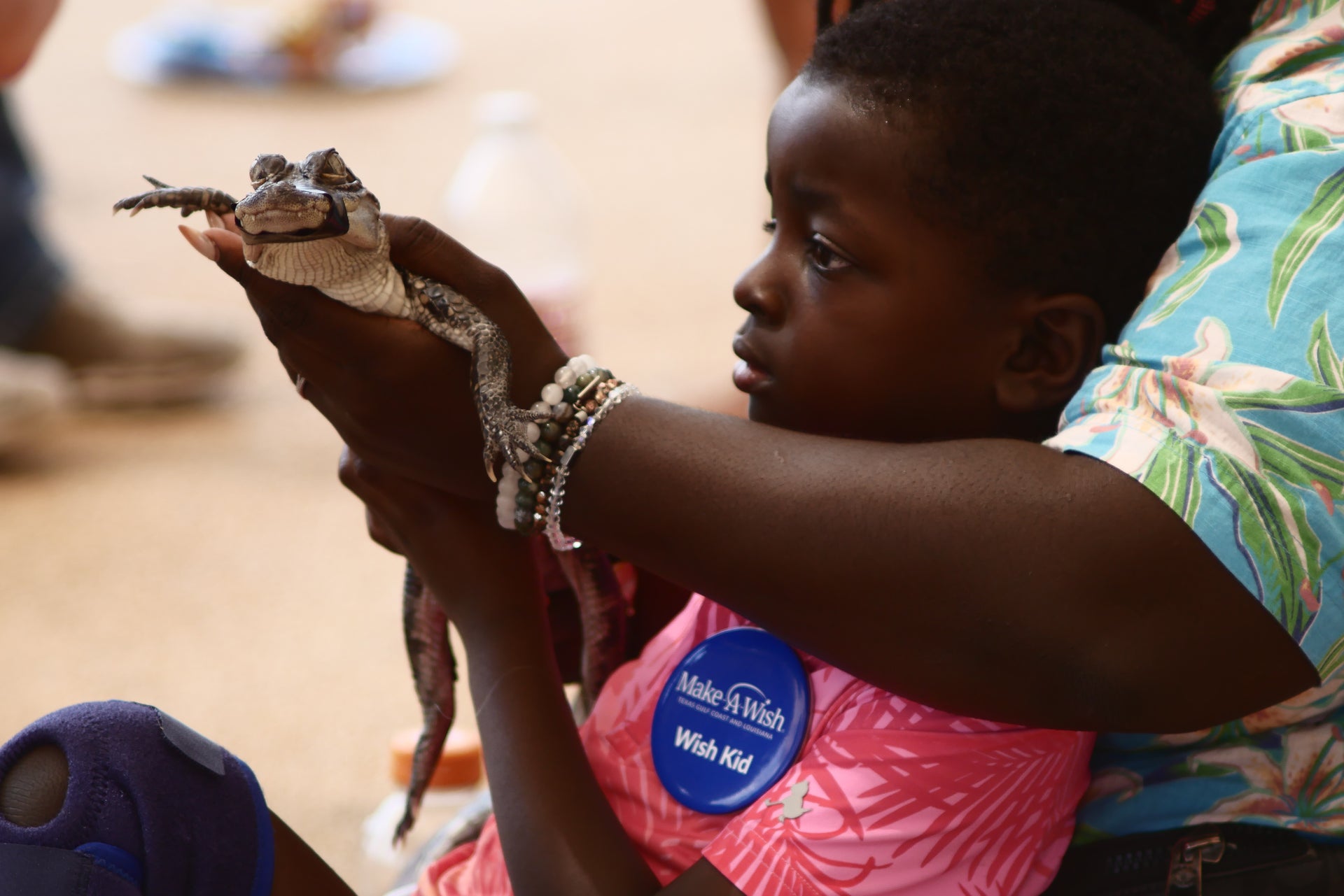 Close up of a child with Make-A-Wish sitting on someone's lap holding and petting a baby crocodile